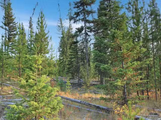 House for sale in Bridge Lake, Area L (Lone Butte/Interlakes)