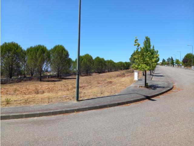 Terreno venda em Constância, Santarém