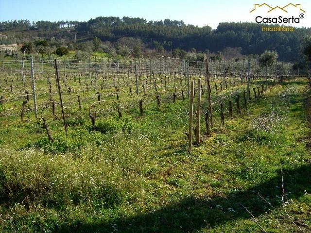 Terreno venda em Castelo Branco, Cumeada