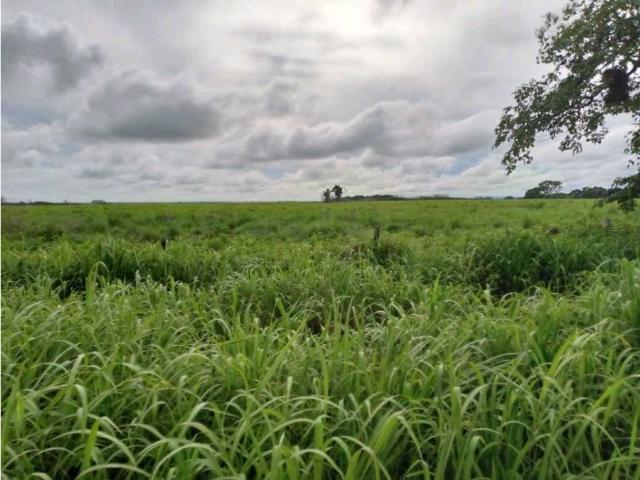 Terreno en venta en San José De Tiznados, Guárico
