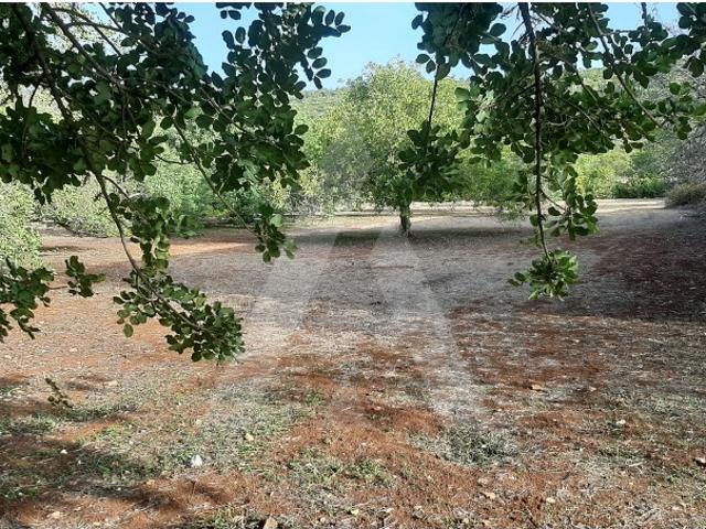 Terreno venda em São Brás de Alportel