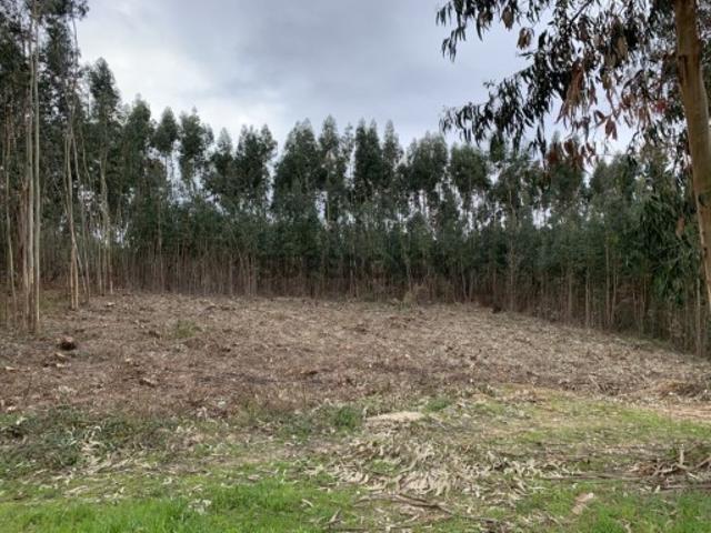 Terreno venda em Figueiró Dos Vinhos, Leiria