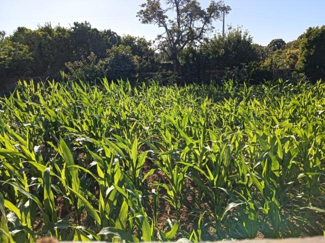 Terreno venda em Oliveira Do Bairro, Aveiro
