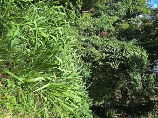 Terreno venda em Santa Luzia