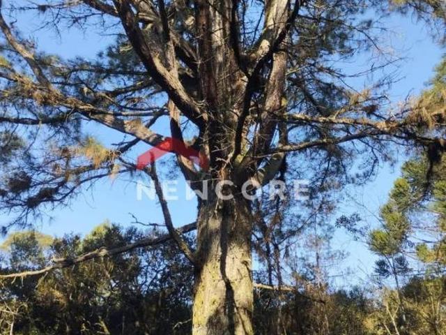 Terreno venda em Região Geográfica Imediata de Caxias do Sul, São Francisco de Paula
