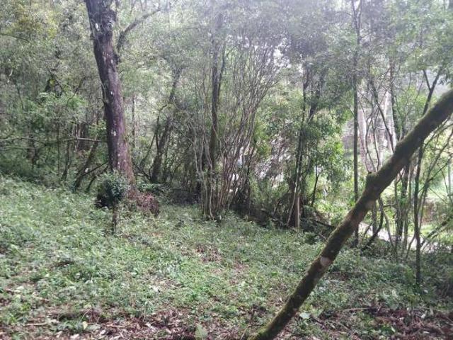 Terreno venda em Região Imediata de Taubaté-Pindamonhangaba, Região Metropolitana do Vale do Paraíba e Litoral Norte