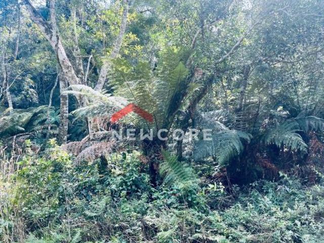 Terreno venda em Região Geográfica Imediata de Caxias do Sul, São Francisco de Paula