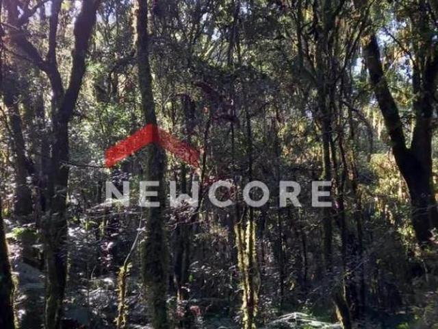Terreno venda em Região Geográfica Imediata de Caxias do Sul, São Francisco de Paula