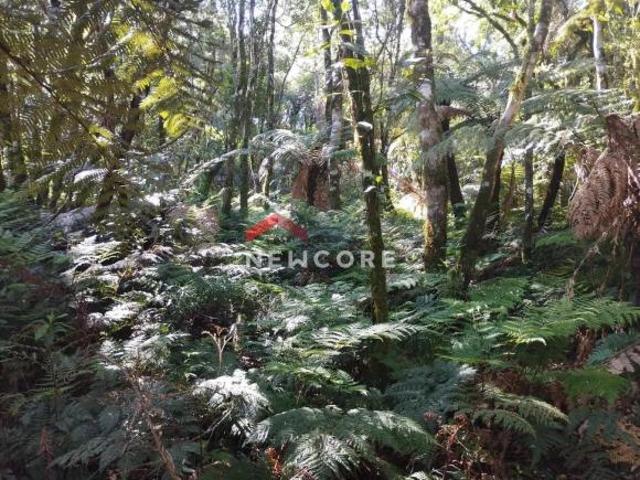Terreno venda em Região Geográfica Imediata de Caxias do Sul, São Francisco de Paula