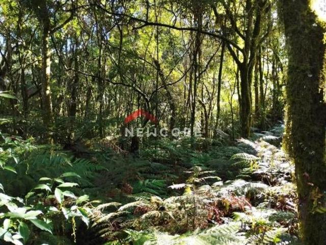 Terreno venda em Região Geográfica Imediata de Caxias do Sul, São Francisco de Paula
