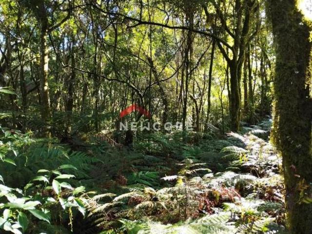 Terreno venda em Região Geográfica Imediata de Caxias do Sul, São Francisco de Paula