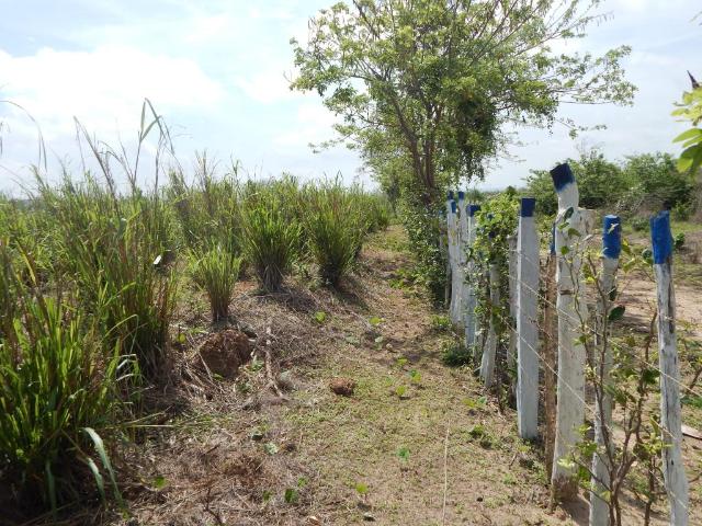 Lote En Venta En Soledad En Los Almendros V146048