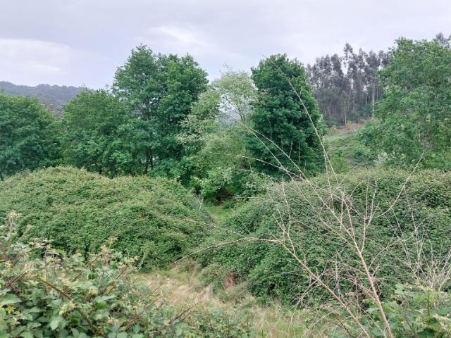 Terreno venda em Parada Do Bouro, Braga