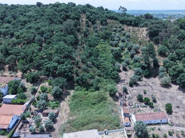 Terreno venda em Chamusca e Pinheiro Grande, Chamusca