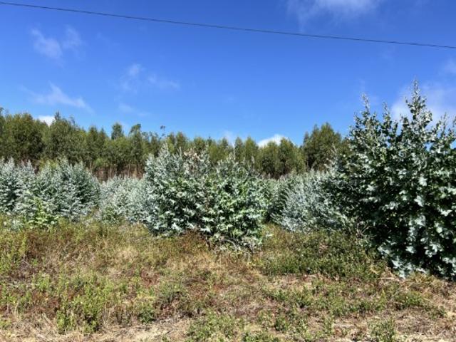 Terreno venda em Olho Polido, Torres Vedras