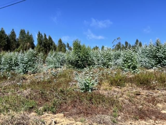 Terreno venda em Olho Polido, Torres Vedras