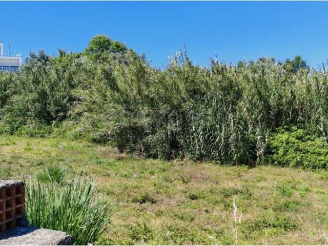 Terreno venda em Torres Novas, Santarém
