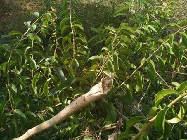 Terreno venda em Região Geográfica Imediata de Belo Horizonte, Região Metropolitana de Belo Horizonte