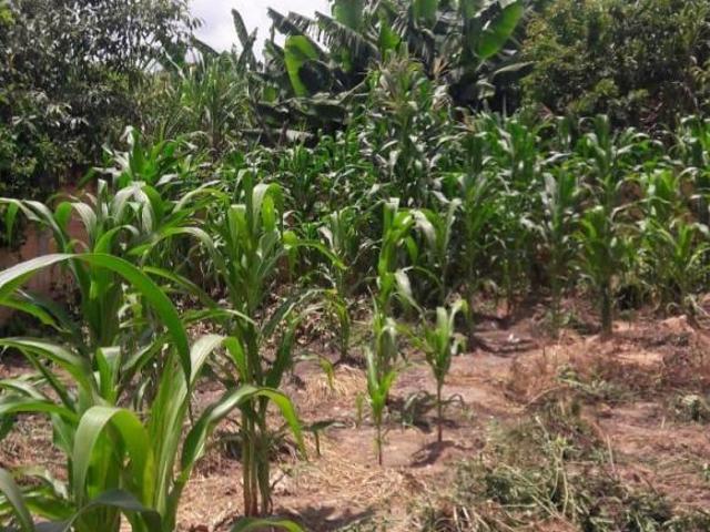 Terreno venda em Região Geográfica Imediata de Belo Horizonte, Região Metropolitana de Belo Horizonte