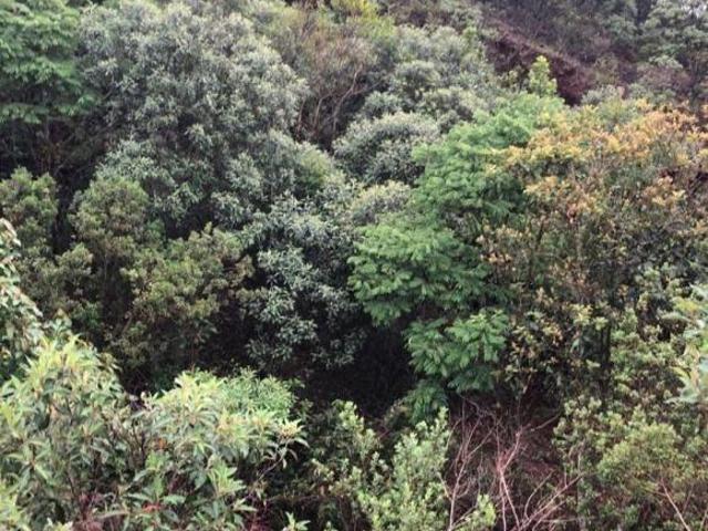 Terreno venda em Região Geográfica Imediata de Santa Bárbara - Ouro Preto, Ouro Preto
