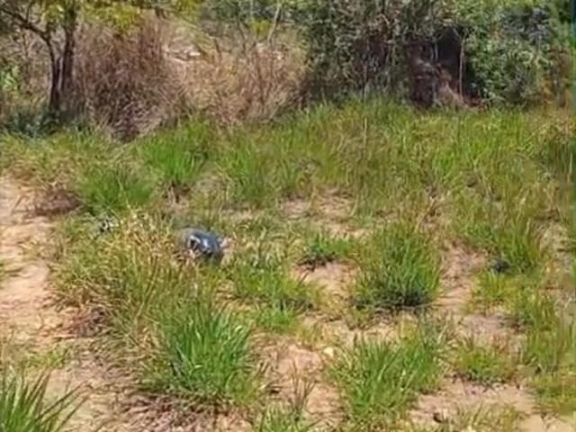 Terreno venda em Florença, Ribeirão das Neves
