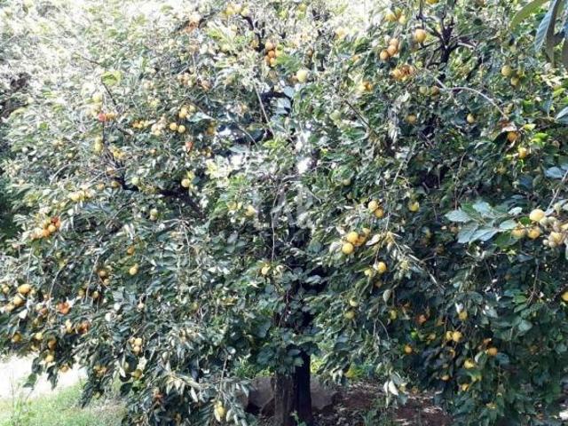 Terreno venda em Vila Alto Vera Cruz, Belo Horizonte
