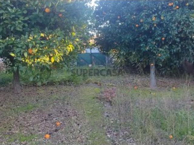 Terreno venda em Castelo Branco