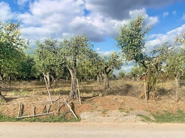 Terreno venda em Vila Viçosa, Évora