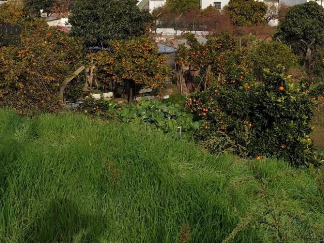 Terreno venda em Castelo Branco