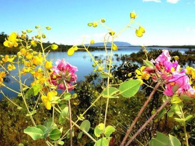 Sítio e chácara venda em Região Geográfica Imediata de Uruaçu - Niquelândia, Colinas do Sul