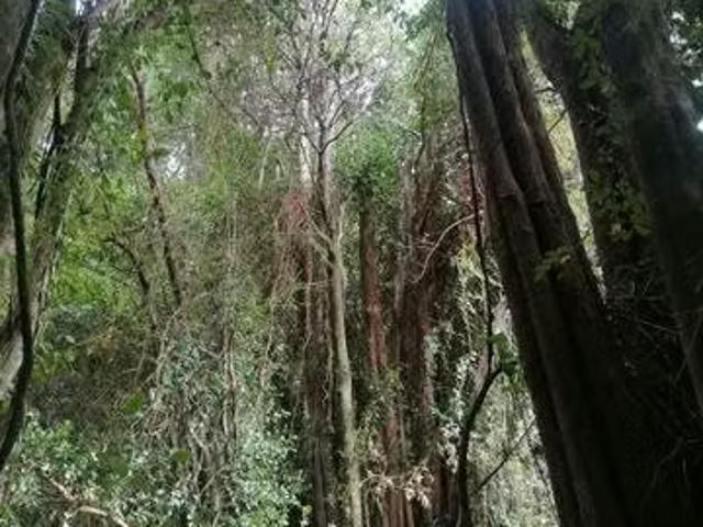 Terreno en venta en Cañete, Biobío