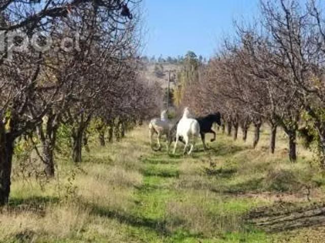 Terreno en venta en La Estrella, Provincia de Cardenal Caro