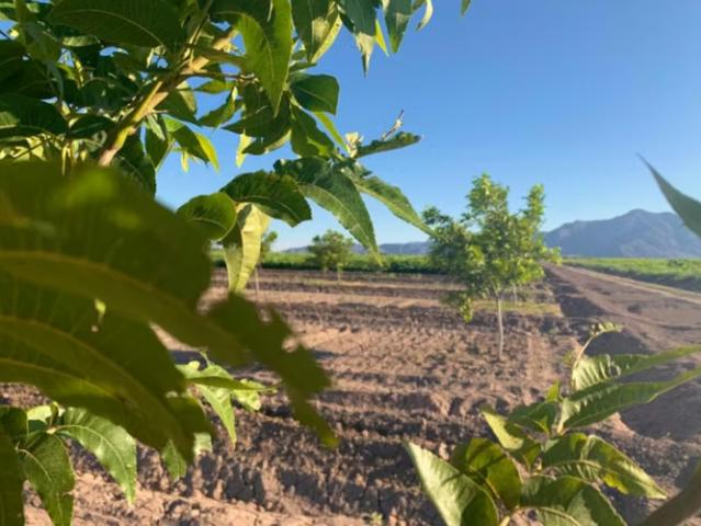 Terreno en arriendo en Nogales, Provincia de Quillota