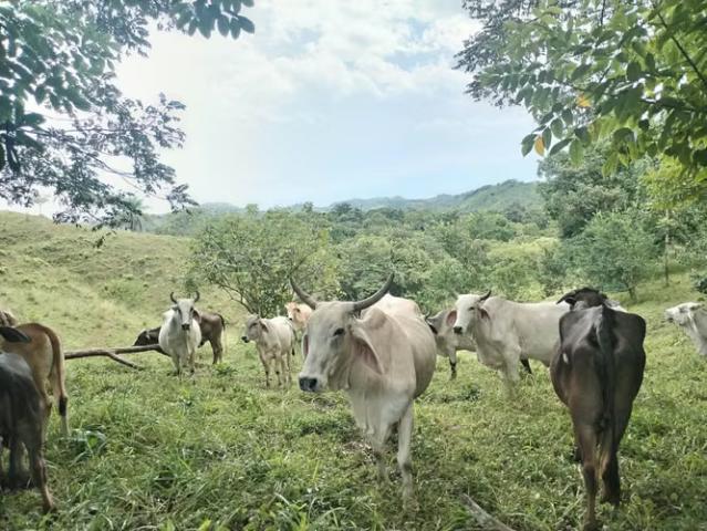 Terreno venta en Ocú