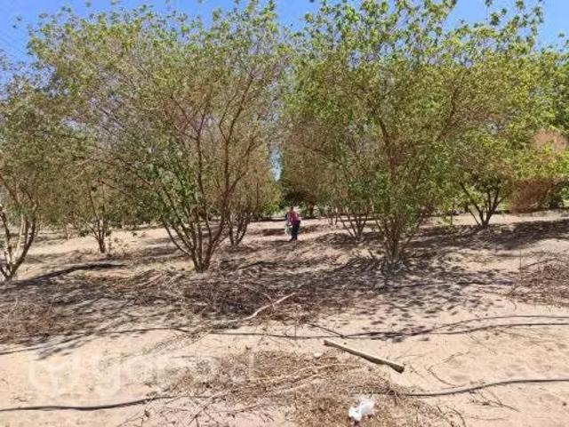 Terreno en venta en Pica, Provincia del Tamarugal