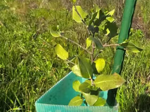 Terreno en venta en Pangue Abajo, San Rafael
