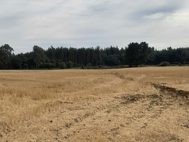 Terreno en arriendo en Mulchén, Biobío