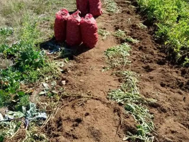 Terreno en arriendo en Pitrufquen, La Araucanía