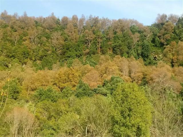 Terreno en arriendo en Quilaco, Biobío