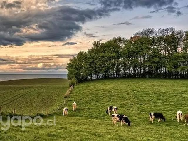 Terreno en venta en Río Bueno, Los Ríos
