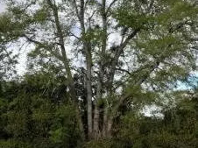 Terreno en venta en Río Bueno, Los Ríos