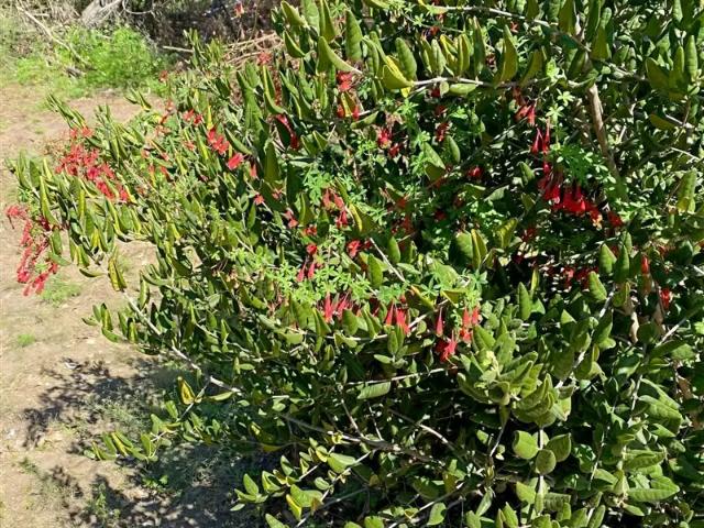 Terreno en venta en San Fernando, Libertador General Bernardo O'higgins