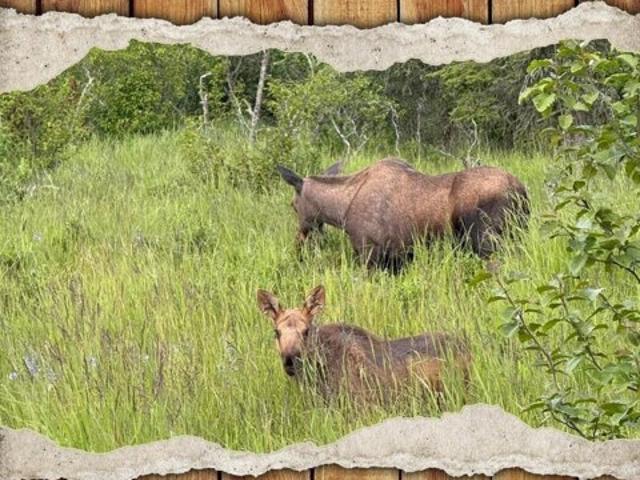 Land for sale in Ninilchik