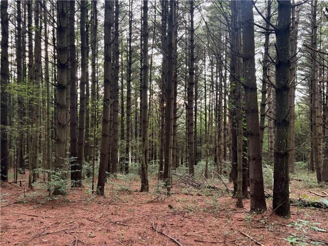 Land for sale in Alleghany, North Carolina