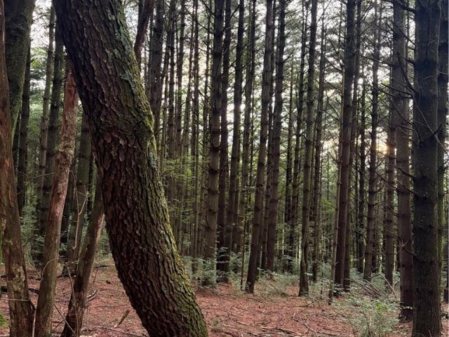Land for sale in Alleghany, North Carolina