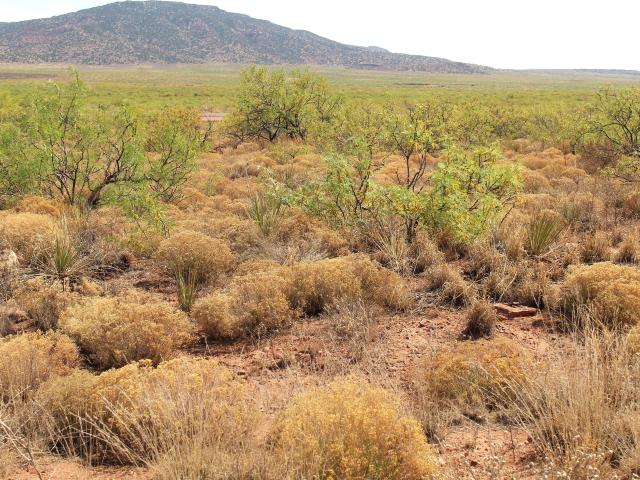 Land for sale in New Mexico