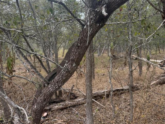 Land for sale in Bastrop, Texas