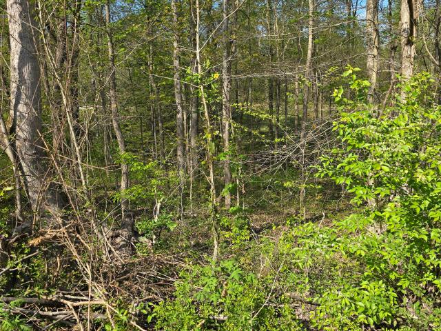 Land for sale in Somerset, Kentucky