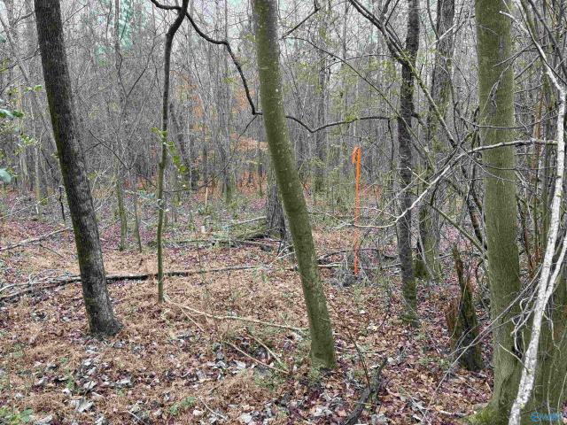 Land for sale in Scottsboro, Alabama
