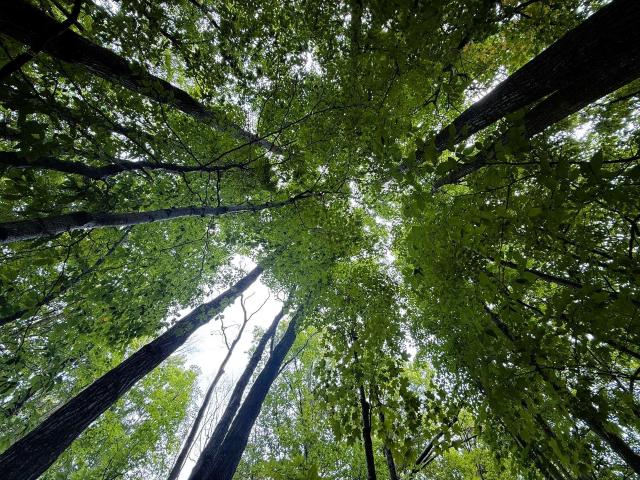 Land for sale in Michigan